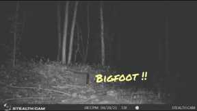 Trail cam captures Bigfoot ??