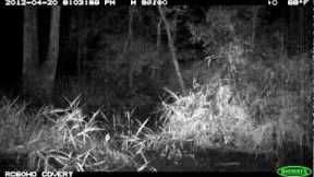 A look at what moved in front of our trail camera: see for yourself