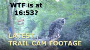 Hawks, Owls, Snakes - Oh-My! Latest trail cam footage from OldCootCamping in Central Texas