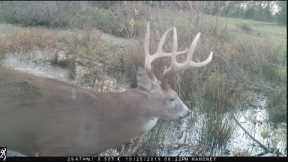 AWESOME Trail Cam VIDEO Compilation