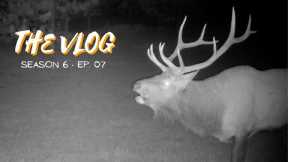 Elk shed of the year and trail cameras