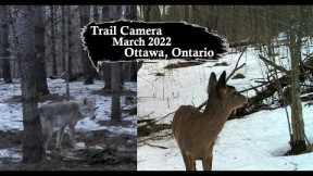 Trail Camera March 2022 Compilation (Ottawa, Ontario Canada)