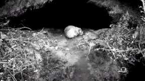 Beaverdam Removal Trail Camera Footage! || This Has To Be A Female Beaver! ?