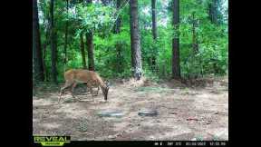 may 25 2022 trail cam pictures