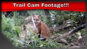 Trail Camera Footage!! Wild Animals in Their Natural Environment.  #Redfox #Critters #Wildlife