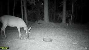 live deer cam - trail cam videos - deer cam