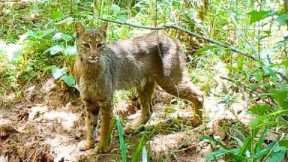 Wildlife Trail Camera Videos: Bobcats and Baby Armadillos in Alabama