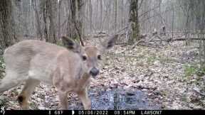 Michigan Trail Camera Critters 051322