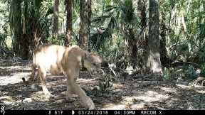 Florida Everglades Trail Camera Pickup
