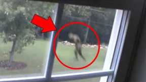 5 Mysterious Creatures Caught on Tape : Top 5 STRANGE Creatures