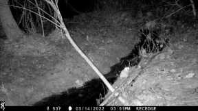 OWL AT NIGHT/BIRD OF PREY BATHING CAUGHT ON TRAIL CAMERA #mississippi #wildlife