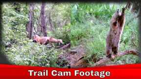 Trail Camera Footage, Week 2, Epic!!! #Trailcamfootage #Critters