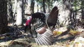 Goulds Turkey struts his stuff in front of my Trail Camera. (Southern Arizona)