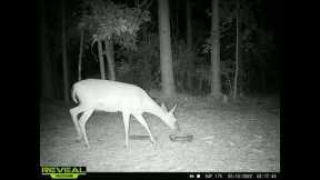may 2022 trail cam pictures