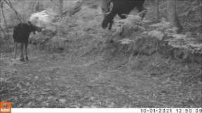Trail Camera Video  May 11, 2022