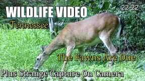 Narrated Wildlife Video 22-22 from Trail Cameras in the Tennessee Foothills of the Smoky Mountains