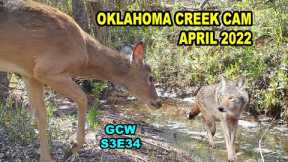 Creek Cams April 2022 S3E34 #trailcam #wildlife #nature