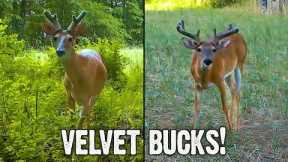 Velvet Antlers | Whitetail Bucks in June on Trail Camera Video