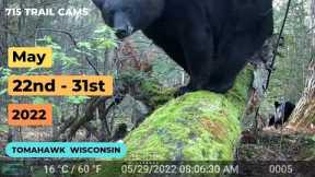 May 22nd-31st 2022 Tomahawk Wisconsin Trail Cam Videos