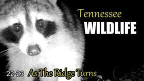 Narrated Wildlife Video 22-23 from Trail Cameras in the Tennessee Foothills of the Smoky Mountains