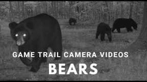 Bears near the Nicolet National Forest - Trail Camera (2022)