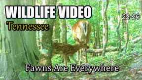 Narrated Wildlife Video 22-26 from Trail Cameras in the Tennessee Foothills of the Smoky Mountains
