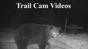 Animals Caught on Camera (Trail Cam Videos)