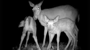 Cutest Baby Deer Fawns with Mom in Pennsylvania Woods - caught on Trail Camera