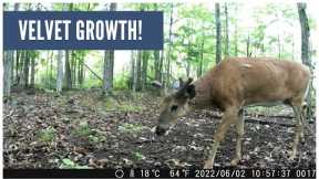Velvet Whitetail Buck on the Trail Cam (Good Growth!)