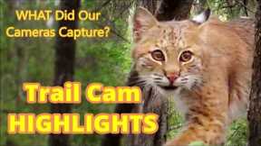 Trail Camera Highlights | Bobcats work up a thirst!