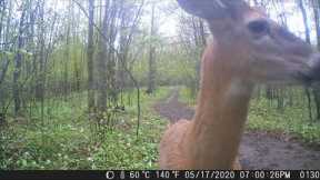 The bachelor group of 2020! Trail camera videos!