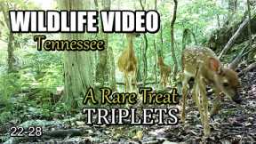 Narrated Wildlife Video 22-28 from Trail Cameras in the Tennessee Foothills of the Smoky Mountains
