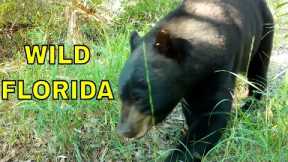 My First Florida Wildlife Videos: Trail Camera Pickups in the Sunshine State