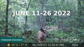 June 11-26 2022 Tomahawk Wisconsin Trail Cam Videos