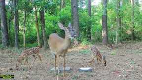 baby deer with mom trail cam video