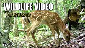 Narrated Wildlife Video 22-30 from Trail Cameras in the Tennessee Foothills of the Smoky Mountains