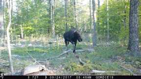 New Hampshire trail cam videos