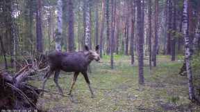 TRAIL CAMERA IN THE WILD FOREST: Wild Boars, Moose, Hare