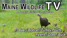 Bear/Bobcat/Turkey Poults/Deer/Fawn/Buck/Maine Wildlife Trail Video/Trail Cam
