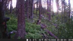 Trail Camera Video July 22, 2022