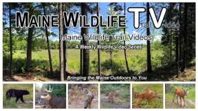 Bear/Coyotes chasing Deer/Fawn/Turkey Poults/Bobcat/Maine Wildlife Trail Video/Trail Cam/
