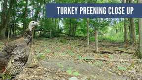Turkeys Preen on Trail Cam (Tom and Hen Close Up)