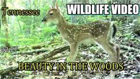 Narrated Wildlife Video 22-27 from Trail Cameras in the Tennessee Foothills of the Smoky Mountains