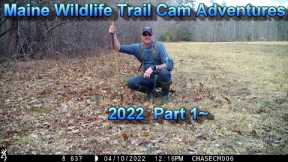 Maine Wildlife Trail Cam Adventures - 2022 Part 1