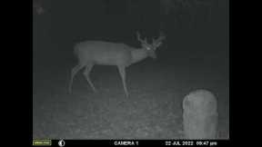 Trail Camera Videos July 2022 - Plus Trail Camera Contest for August.  Detail at End.