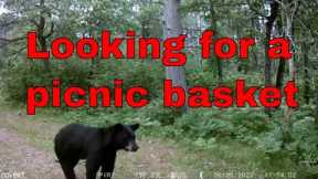Checking Trail Cameras Vlog 48 Just the bear facts