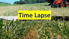 Corn food plot trail cam time lapse Southern Illinois land