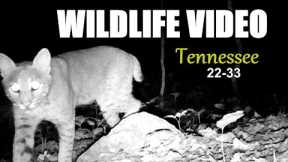 Narrated Wildlife Video 22-33 from Trail Cameras in the Tennessee Foothills of the Smoky Mountains