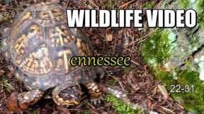 Narrated Wildlife Video 22-31 from Trail Cameras in the Tennessee Foothills of the Smoky Mountains