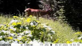 Trail Camera Video Aug 6, 2022